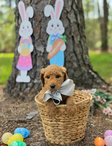 Wimberly's Silver Boy - F1B Standard Goldendoodle