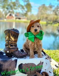 Wimberly's Green Boy - F1B Standard Goldendoodle
