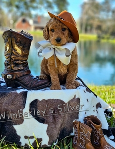 Wimberly's Silver Boy - F1B Standard Goldendoodle