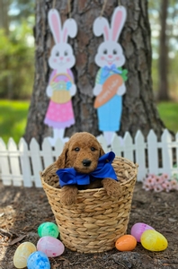 Wimberly's Blue Boy - F1B Standard Goldendoodle
