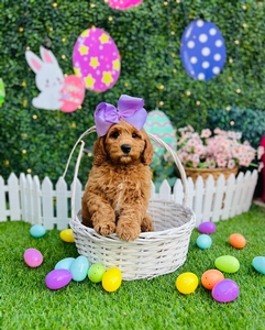 Kaia's Lilac Girl - F1B Medium Goldendoodle