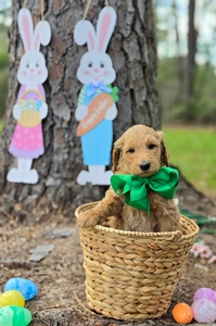 Wimberly's Green Boy - F1B Standard Goldendoodle