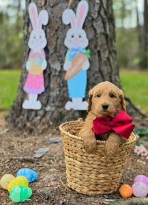 Wimberly's Maroon Boy - F1B Standard Goldendoodle