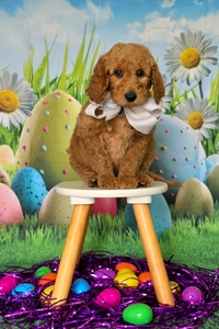 Wimberly's Silver Boy - F1B Standard Goldendoodle