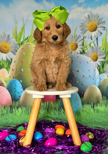 Wimberly's Lime Girl F1B Standard Goldendoodle