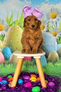 Wimberly's Lilac Girl F1B Standard Goldendoodle