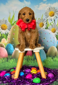 Wimberly's Red Boy - F1B Standard Goldendoodle