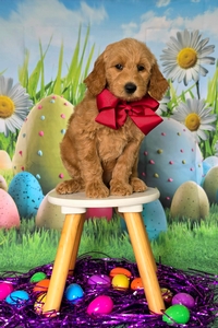 Wimberly's Maroon Boy - F1B Standard Goldendoodle