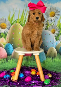 Wimberly's Pink Girl F1B Standard Goldendoodle