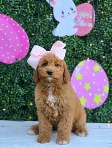 Kaia's Light Pink Girl - F1B Medium Goldendoodle