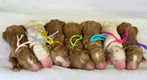 June Puppies - Apple / Ollie F1B Standard Goldendoodle