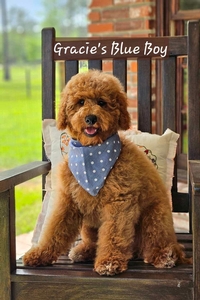 Gracie's Blue Boy Mini Goldendoodle 
