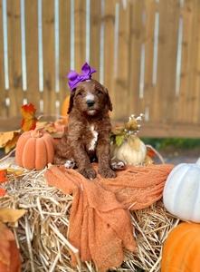 Apple's Purple Girl F1B Standard Goldendoodles