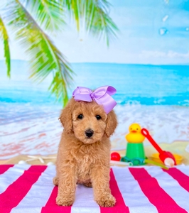 Peaches Lilac Girl mini Goldendoodle