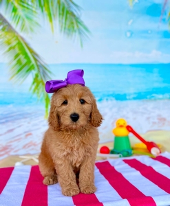 Peaches Purple Girl mini Goldendoodle 