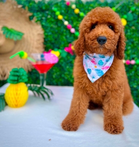 Bella's Blue Boy  Mini Goldendoodle
