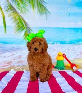 Peaches Lime Girl mini Goldendoodle 