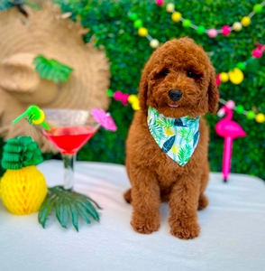 Bella's Green Boy. Mini Goldendoodle
