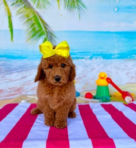 Peaches Yellow Girl mini Goldendoodle 