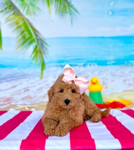 Peaches Light Pink Girl mini Goldendoodle