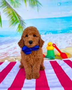Peaches Blue Boy Mini Goldendoodle 