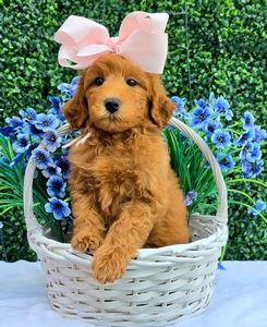 Gracie's LIght Pink Girl F1BB Medium Goldendoodle