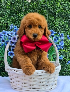 Gracie's Maroon Boy F1BB Medium Goldendoodle