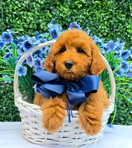 Gracie's Navy Boy F1BB Medium Goldendoodle
