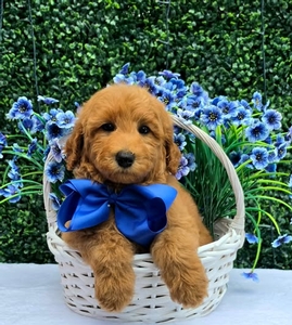 Gracie's Blue Boy F1BB Medium Goldendoodle