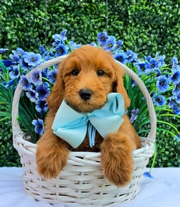 Gracie's Light Blue Boy F1BB Medium Goldendoodle