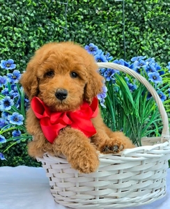 Gracie's Red Boy F1BB Medium Goldendoodle
