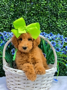 Gracie's Lime Girl F1BB Medium Goldendoodle