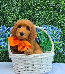 Gracie's Orange Boy F1BB Medium Goldendoodle