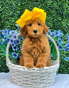 Gracie's Yellow Girl F1BB Medium Goldendoodle