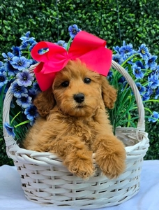Gracie's Pink Girl F1BB Medium Goldendoodle