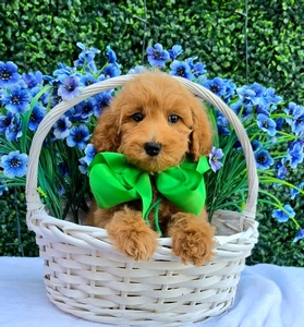 Gracie's Green Boy F1BB Medium Goldendoodle