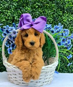Gracie's Purple Girl F1BB Medium Goldendoodle