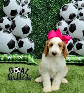 Apple's Pink Girl F1B Standard Goldendoodle