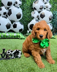 Apple's Green Boy F1B Standard Goldendoodle