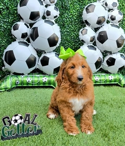 Apple's Lime Girl F1B Standard Goldendoodle
