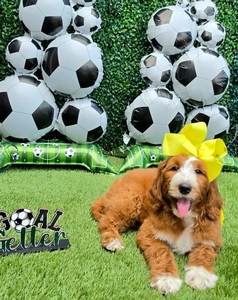 Apple's Yellow Girl F1B Standard Goldendoodle