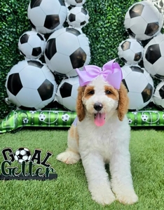 Apple's Lilac Girl F1B Standard Goldendoodle