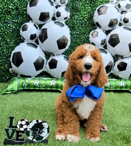 Apple's Boy F1B Standard Goldendoodle