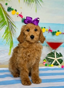 Gracie's Purple Girl F1BB Medium Goldendoodle