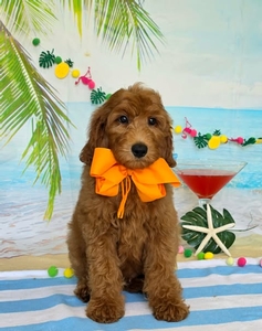 Gracie's Orange Boy F1BB Medium Goldendoodle