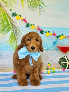 Gracie's Light Blue Boy F1BB Medium Goldendoodle