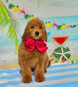 Gracie's Maroon Boy F1BB Medium Goldendoodle