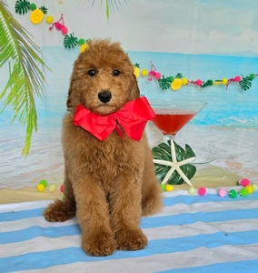 Gracie's Red Boy F1BB Medium Goldendoodle