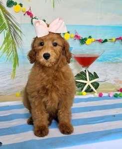 Gracie's LIght Pink Girl F1BB Medium Goldendoodle