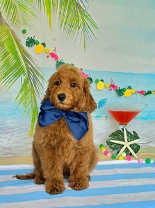 Gracie's Navy Boy F1BB Medium Goldendoodle